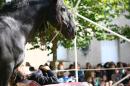 Ma Bete noire 15 * 4368 x 2912 * (4.96MB)